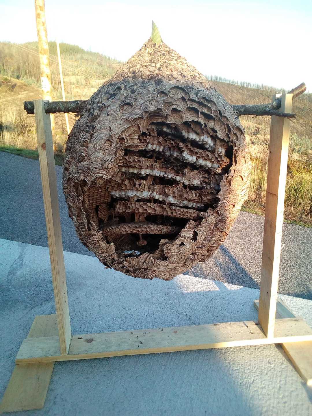 vespa asiatica vespa asiatica