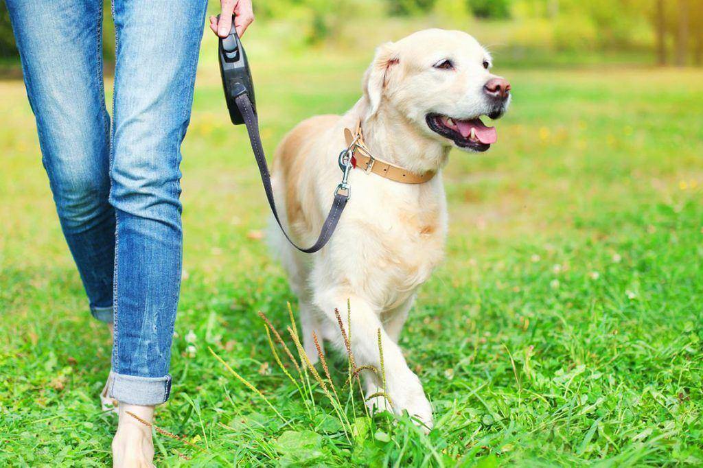 Normas e Infracoes para a detencao de animais de companhia 1024x682 1