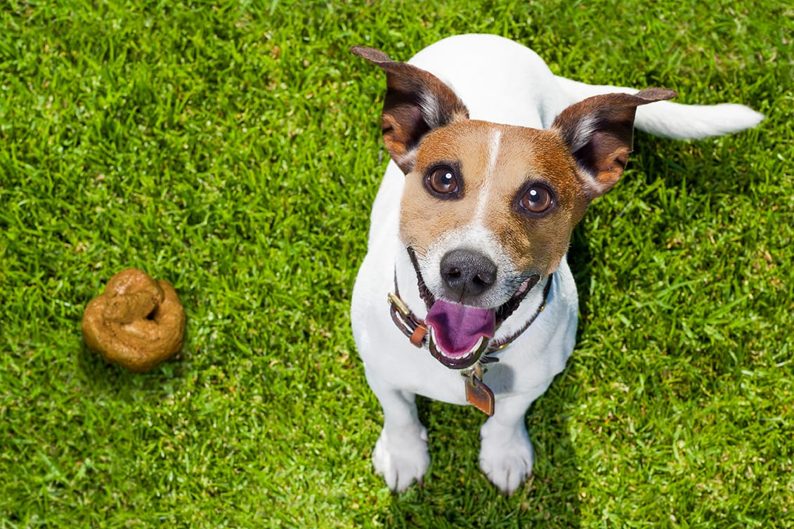 Dejetos animais via publica Dejetos animais via publica