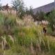 Stopcortaderia@arganil (9)