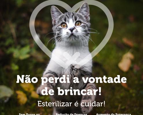 Sensibilização Esterilização Dos Animais De Companhia Smc 2023