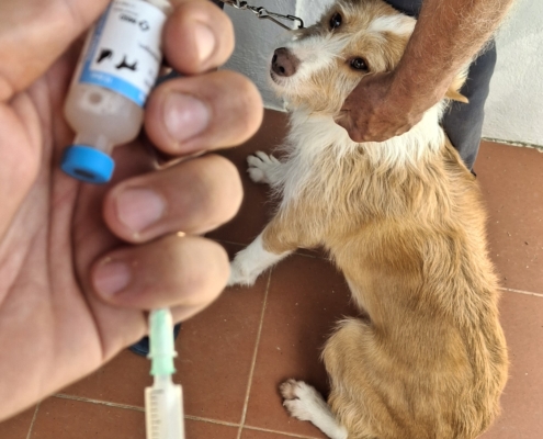 Campanha Vacinação Antirrábica