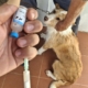 Campanha Vacinação Antirrábica