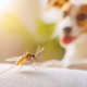 Dog Mosquito