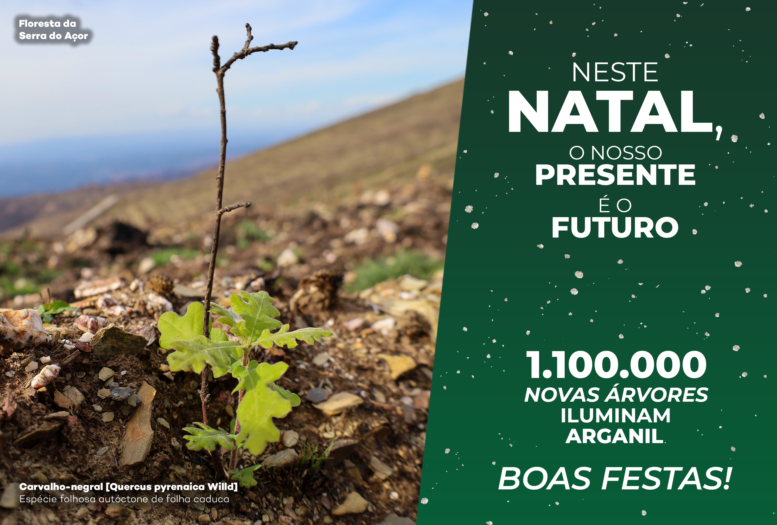 Capa Postal De Natal Cmarganil 2025 Copiar